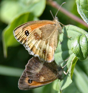 Oranjezandoogjes280703